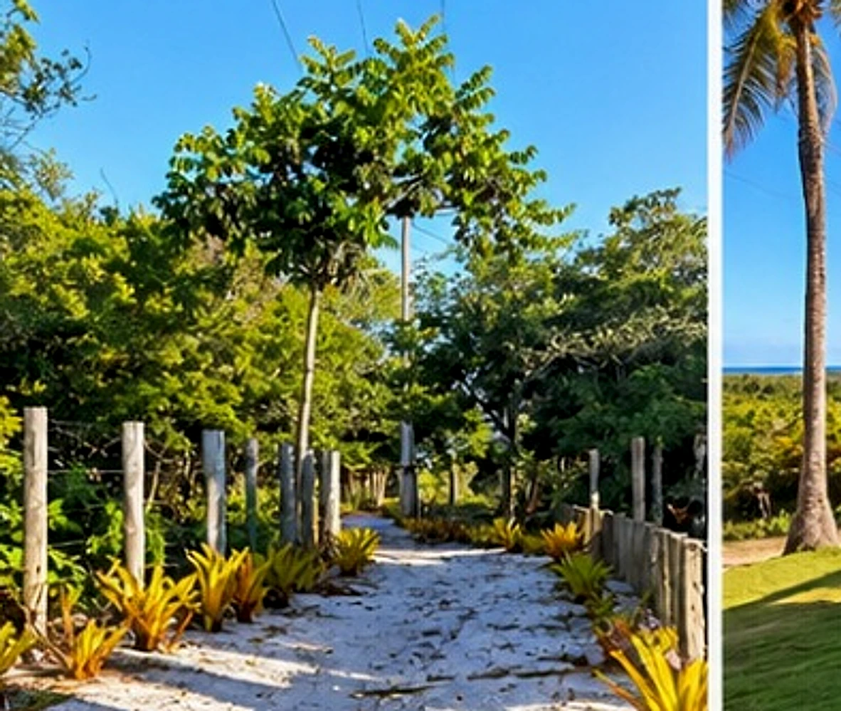 Caminho entre a vegetação